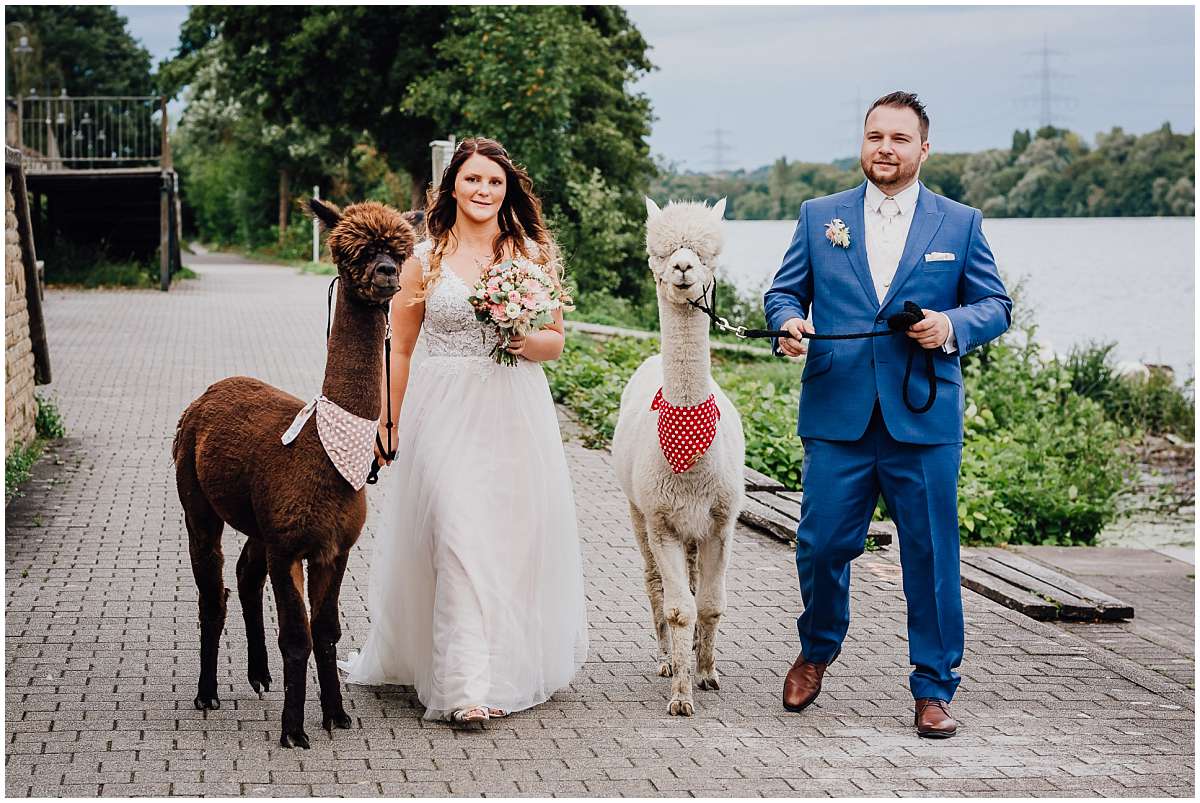 Hochzeitsfotograf Bochum Sommerhochzeit Corona draussen freie Trauung Kemnader See Seeblick Bochum Brautpaarshooting Alpakas Alpakashooting