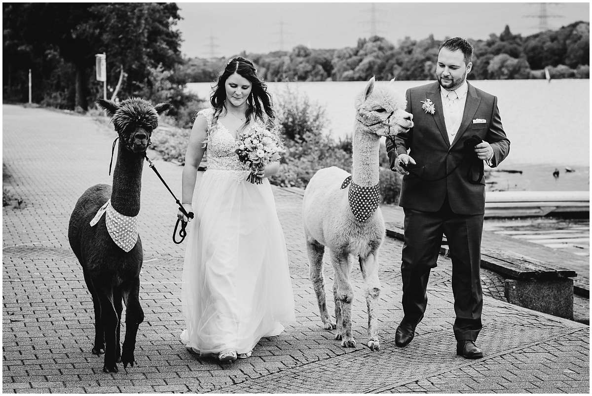 Hochzeitsfotograf Bochum Sommerhochzeit Corona draussen freie Trauung Kemnader See Seeblick Bochum Brautpaarshooting Alpakas Alpakashooting