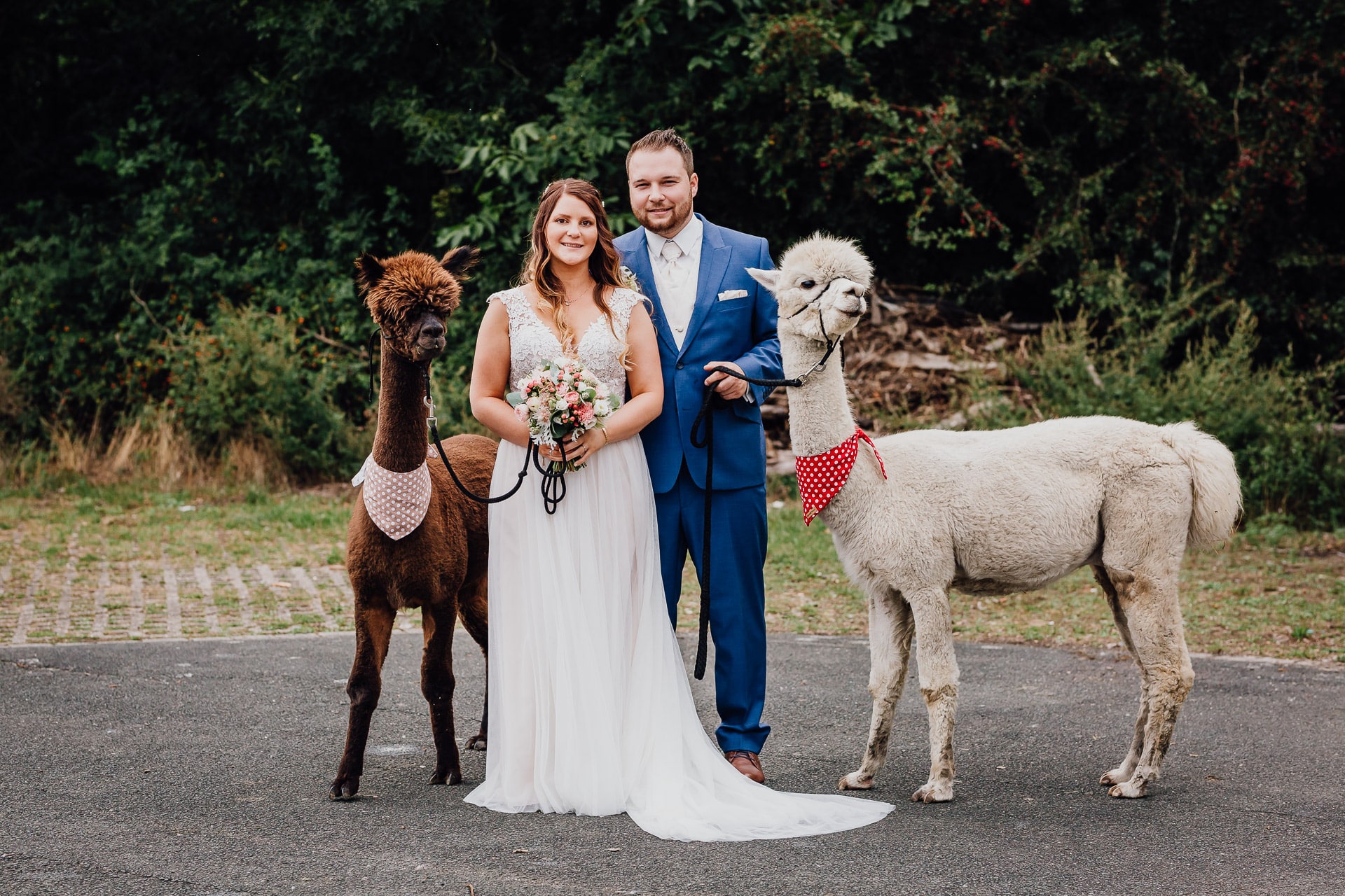 Hochzeit im Ruhrgebiet - Brautpaar mit Alpakas